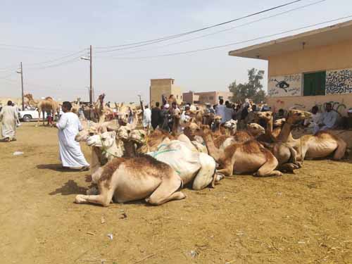 camel market.jpg