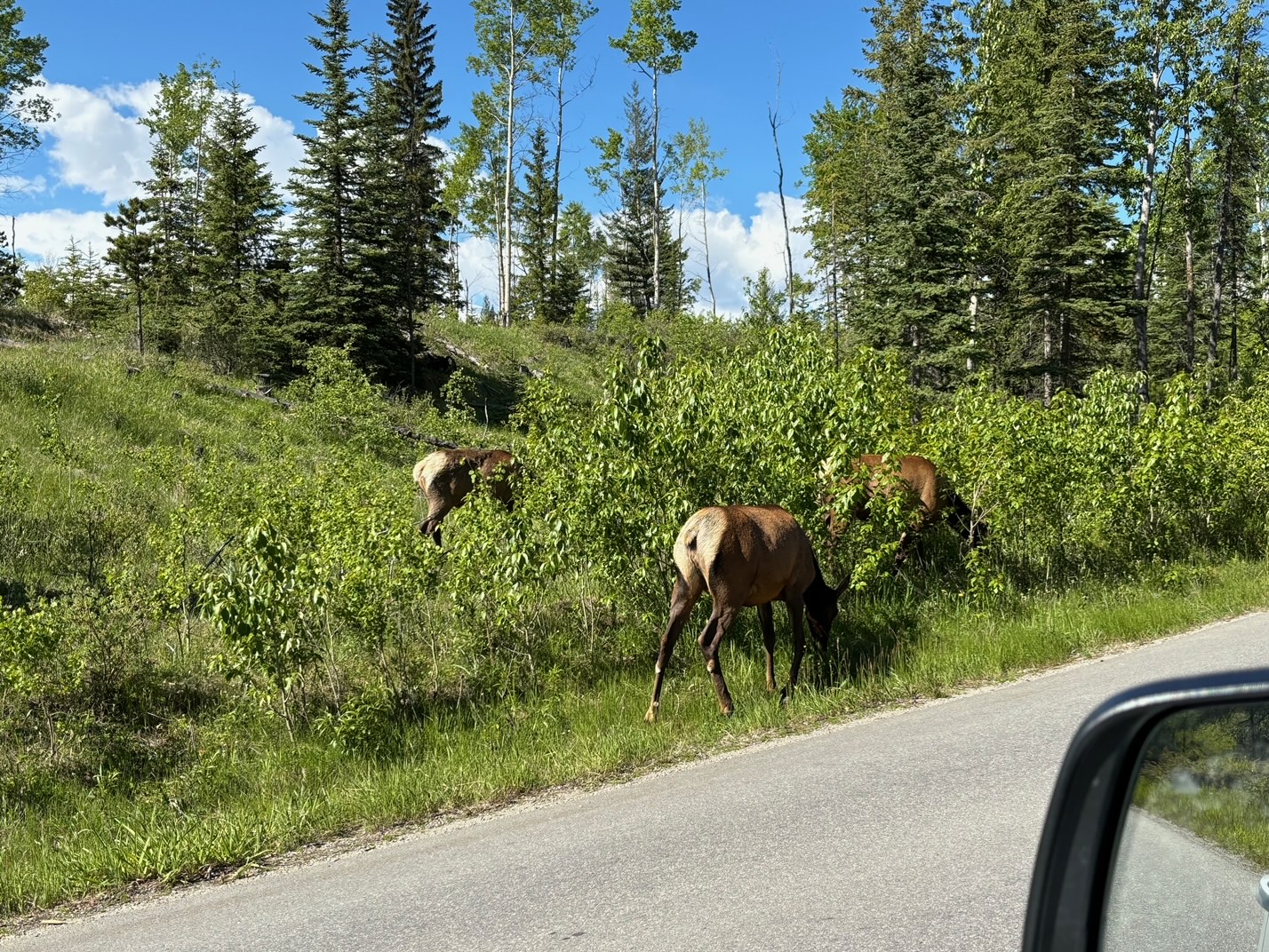 Cow elk.jpg