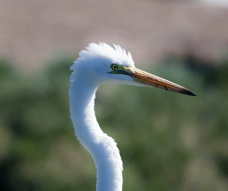 Great Egret Identification, All About Birds, Cornell Lab of Ornithology